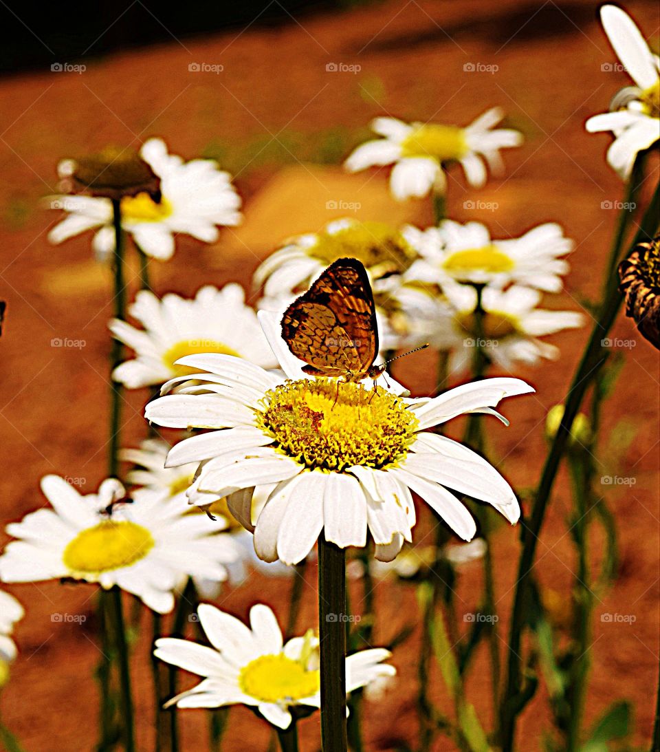 Butterfly on a Daisy 