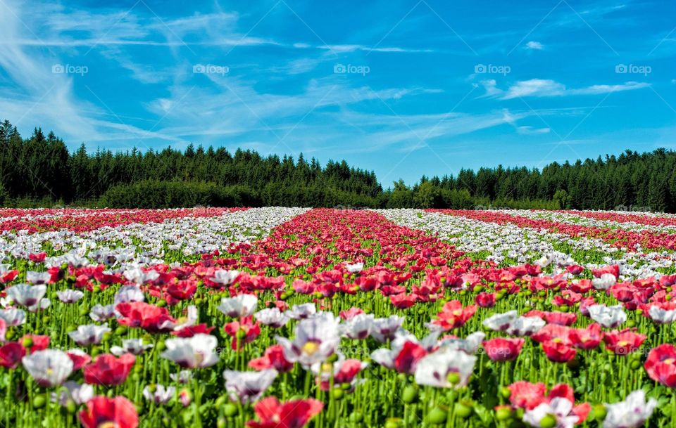 Beautiful flowers in bloom