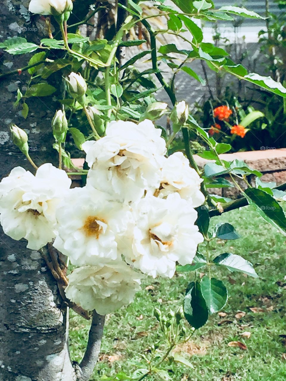 White roses