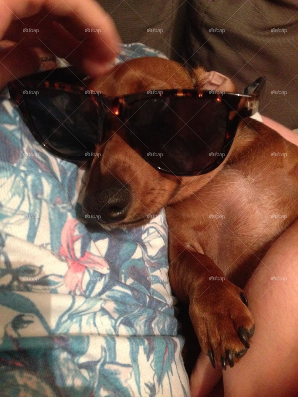 Dachshund wearing sunglasses