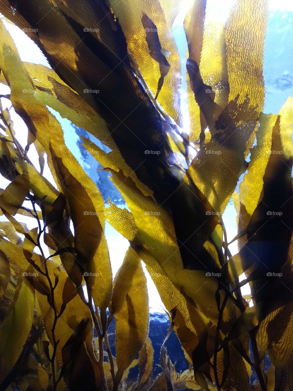 Monterey Bay Aquarium Kelp