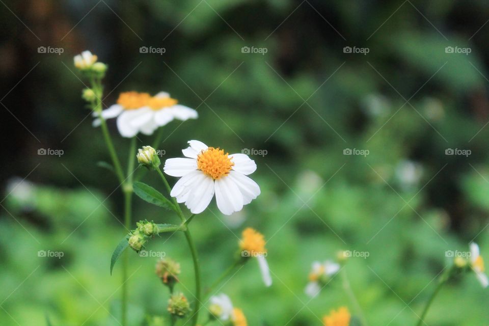 Beautiful white wild flower. Beauty in nature.