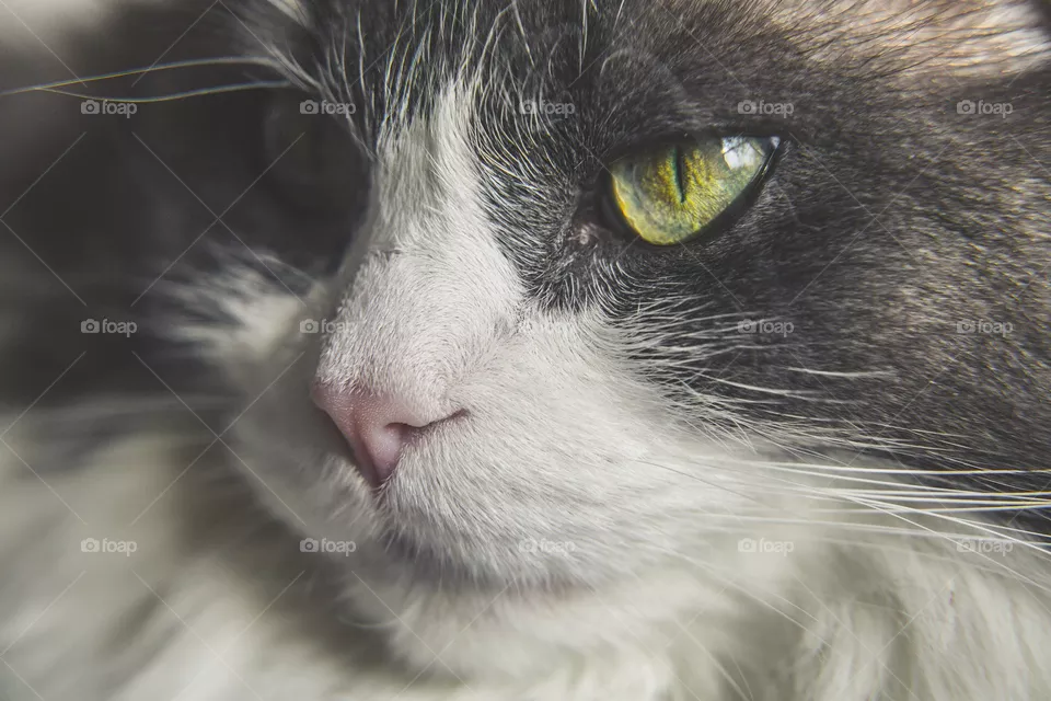 cat fearful eyes