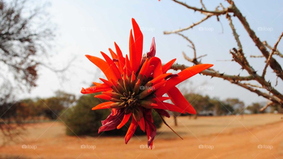 coral tree flowers