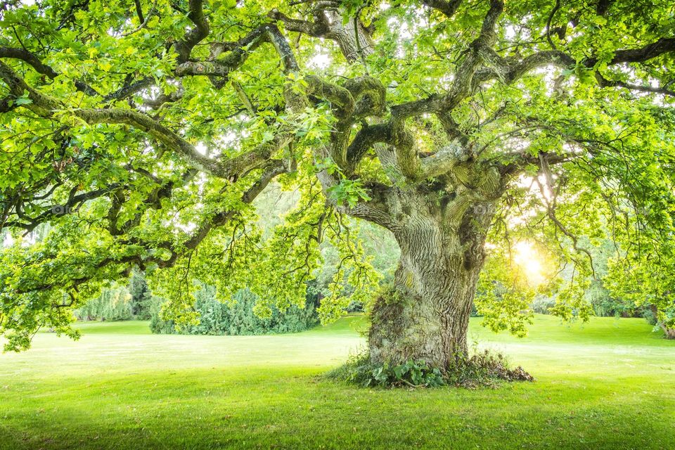 Golden Oak Tree