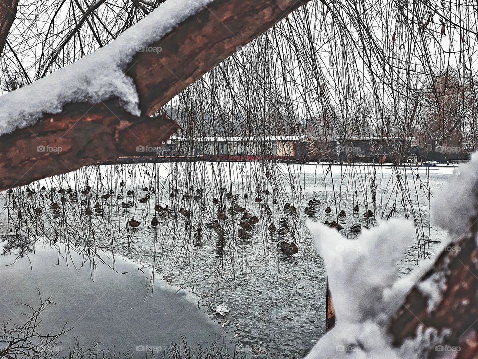 Birds on a frozen lake