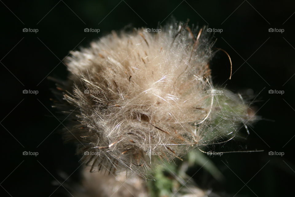 Wildflower close-up