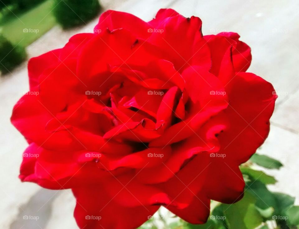 Red Hot Rose