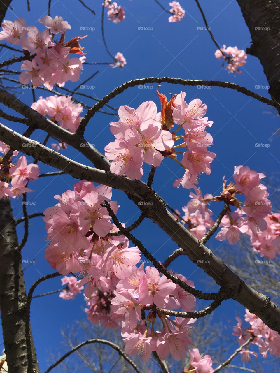 Pink blossoms in Connecticut