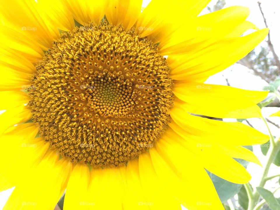 Bright Yellow Sunflower . Closeup image of a large, bright yellow sunflower 