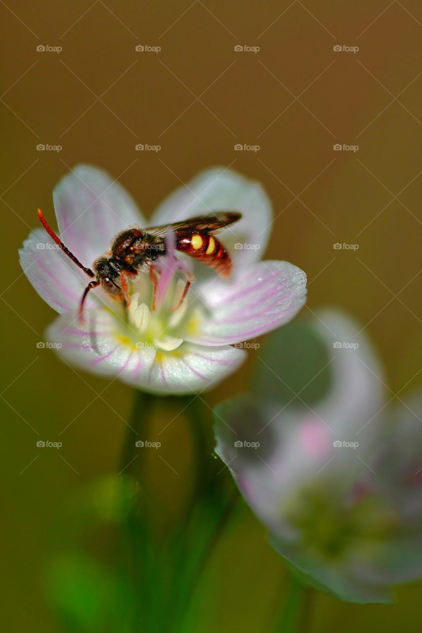 bee on flower