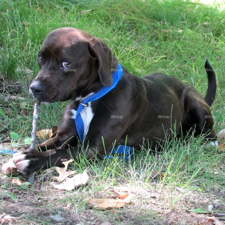 Casey spends her days laying in the grass, chewing on sticks and making people fall in love with her 