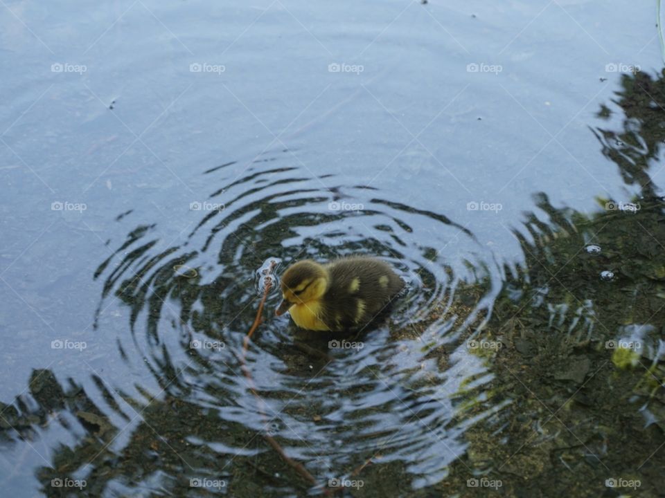 Duck#baby#bird#animal#wild#lake#water