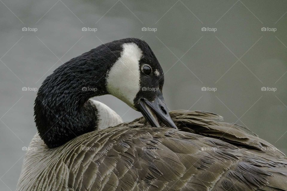 goose teeth