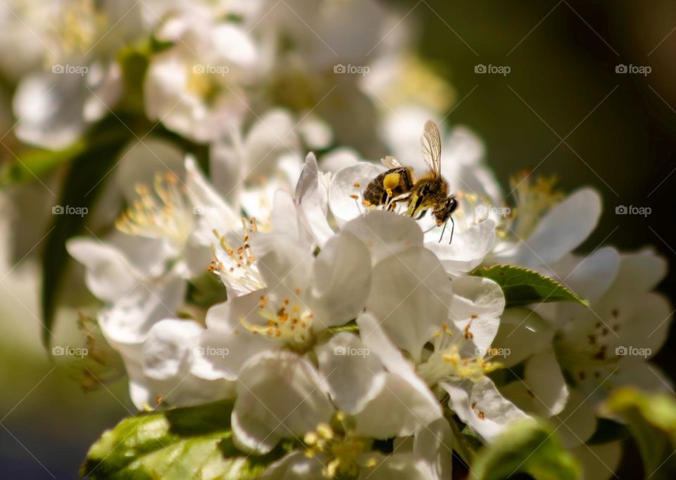 Honey bee on white blossom 