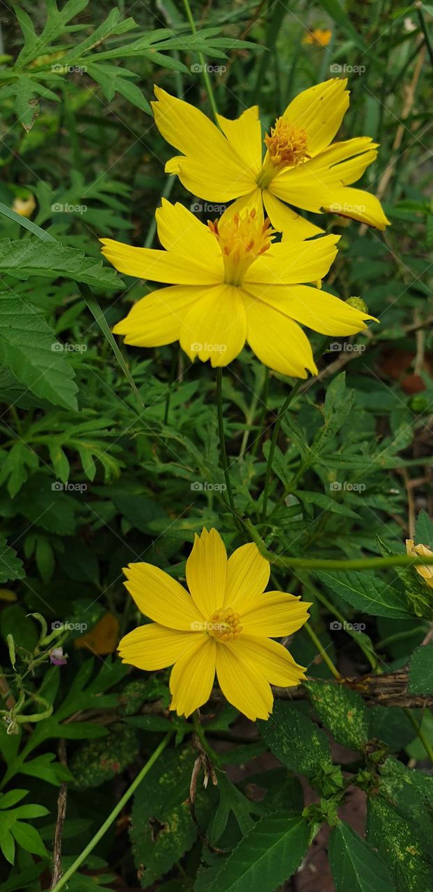 beautiful wild plant with soft and delicate yellow flower.  looks like a bouquet of flowers