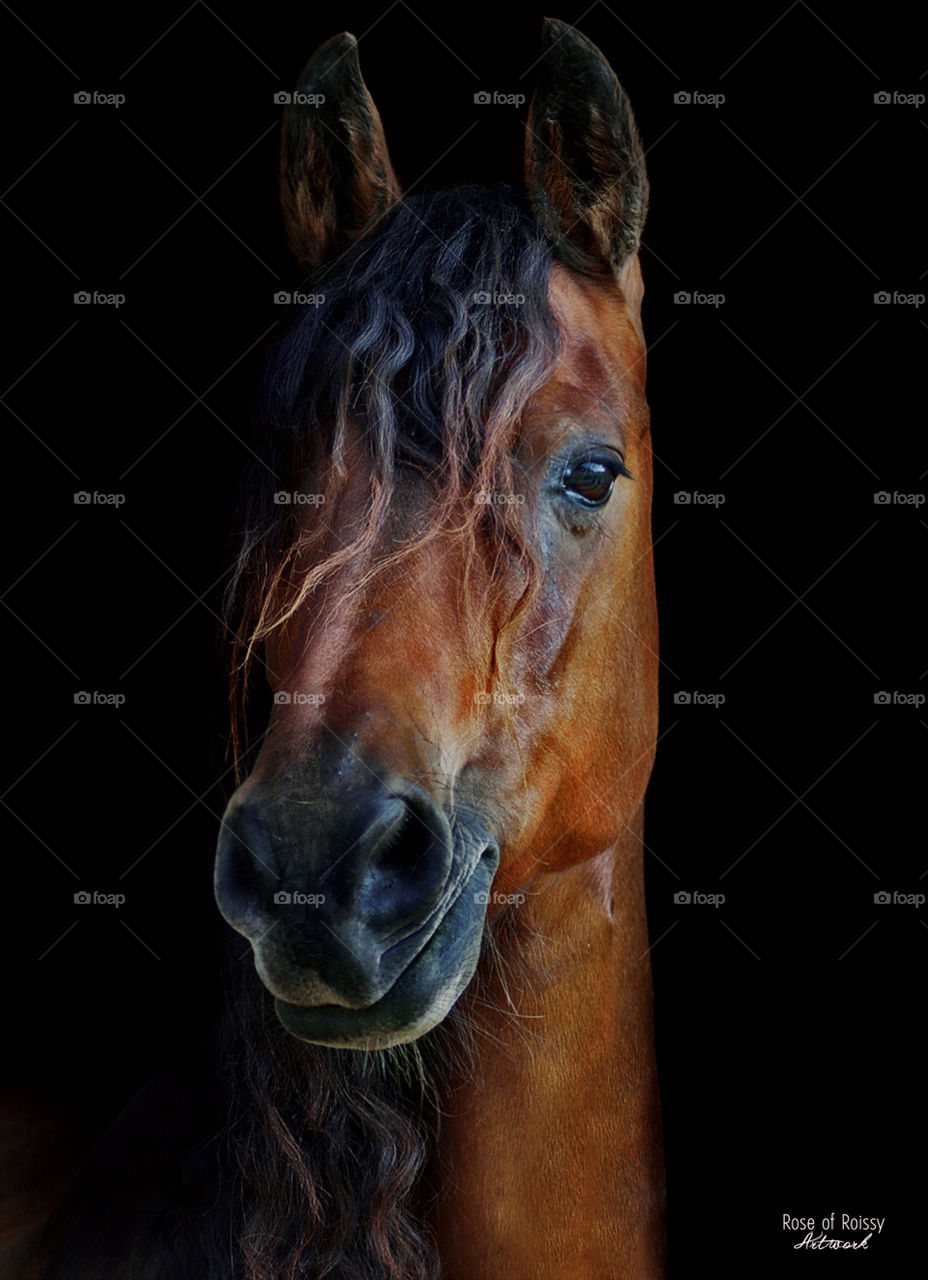 Brown horse portrait, black background
