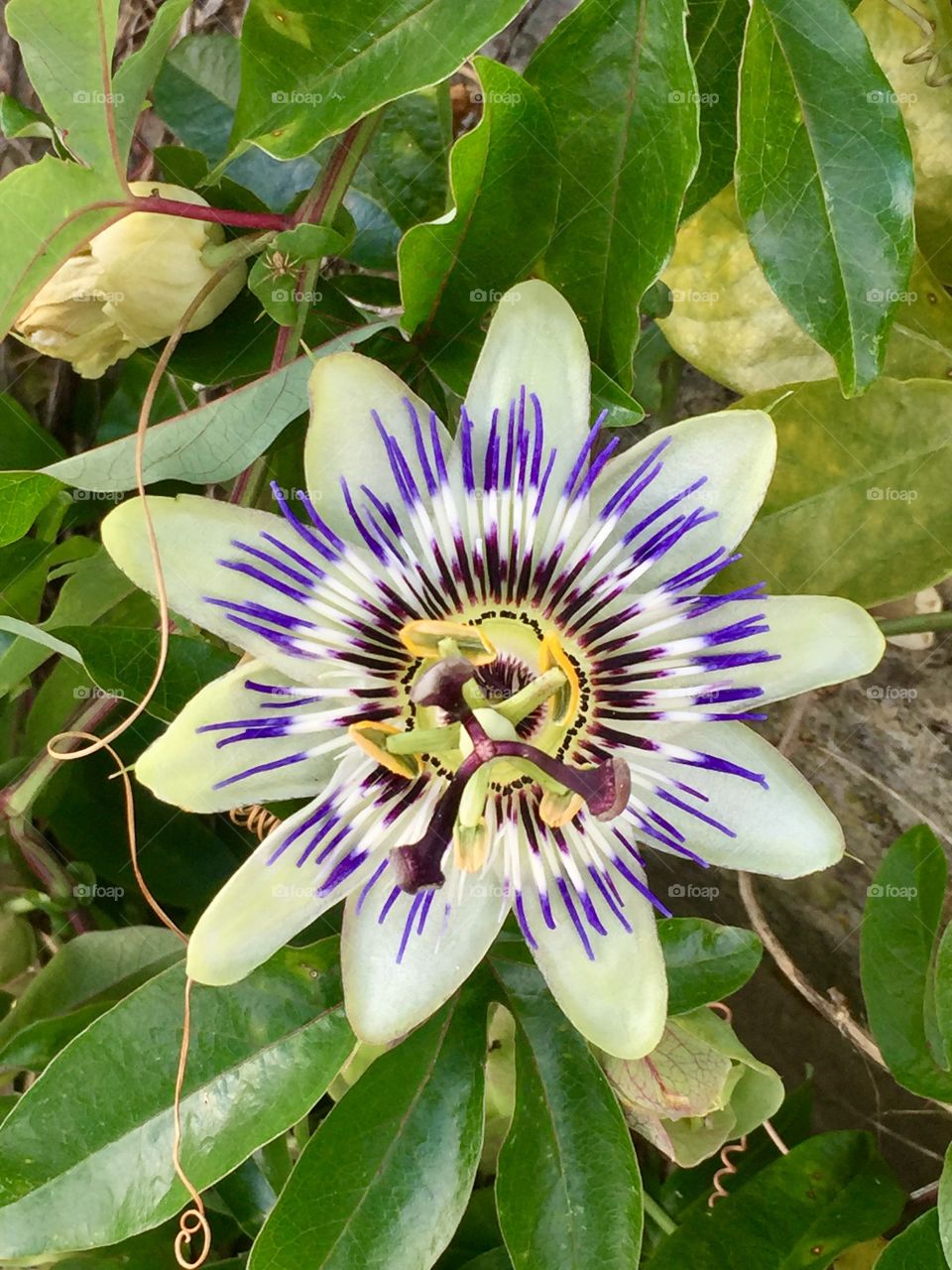 Passionflower 