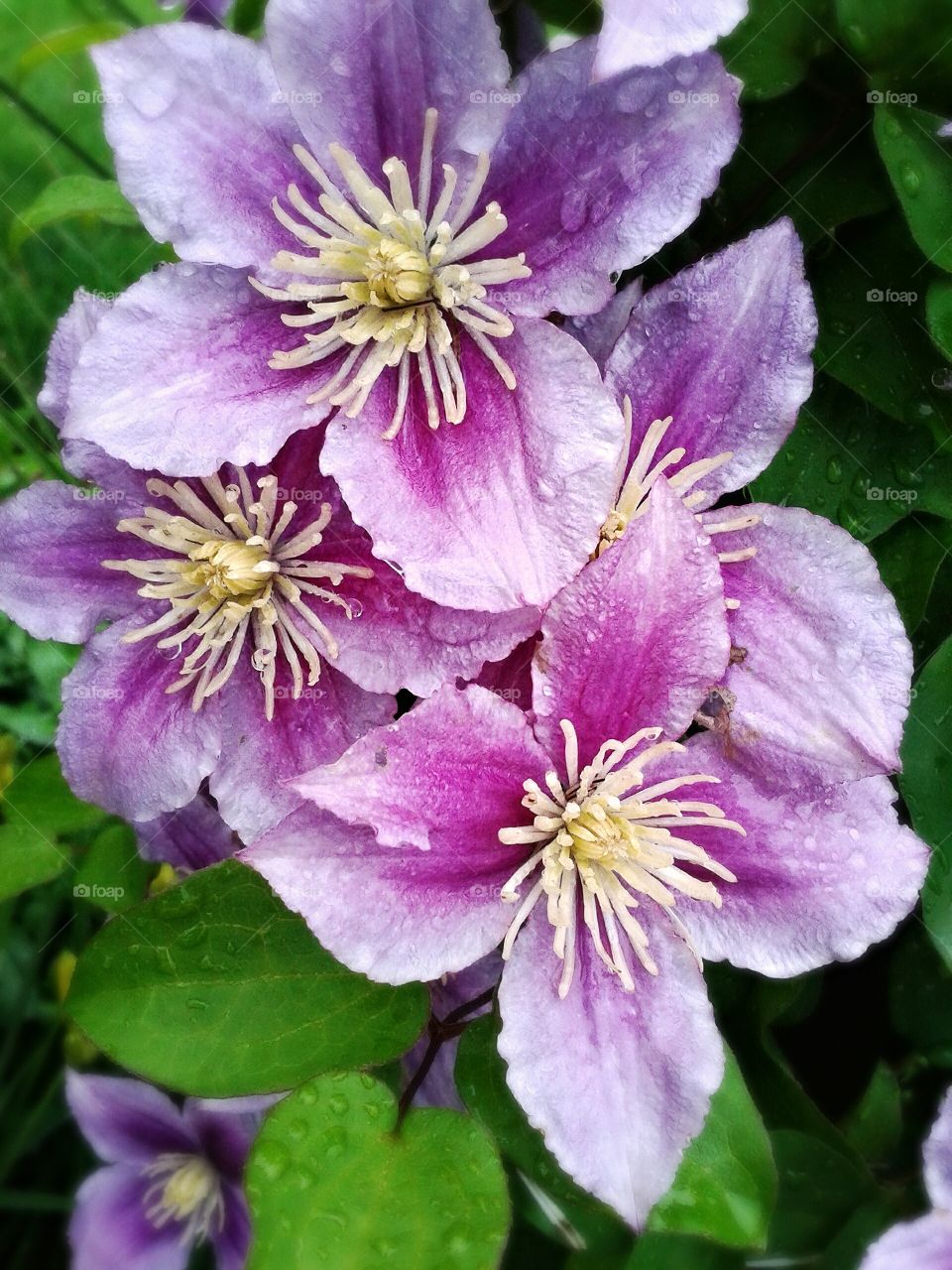 Clematis blooms after the rain..  Colorful Clematis blooms enjoying the much needed rain.