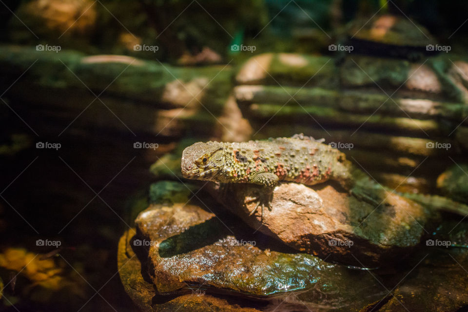 Lizard Sunning on a Rock