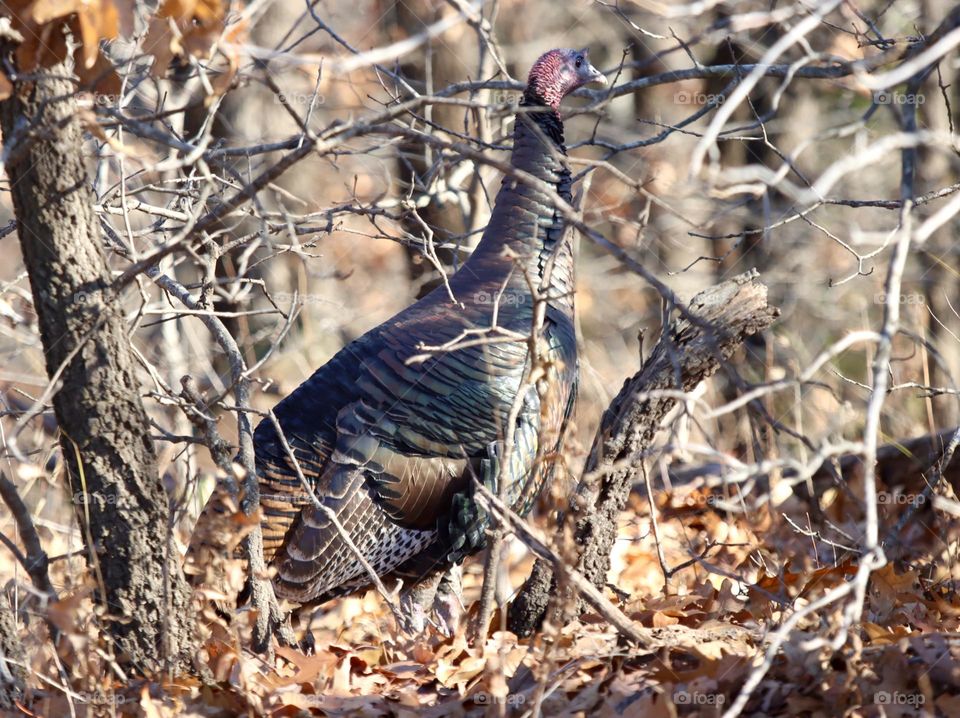 Turkey in the brush 