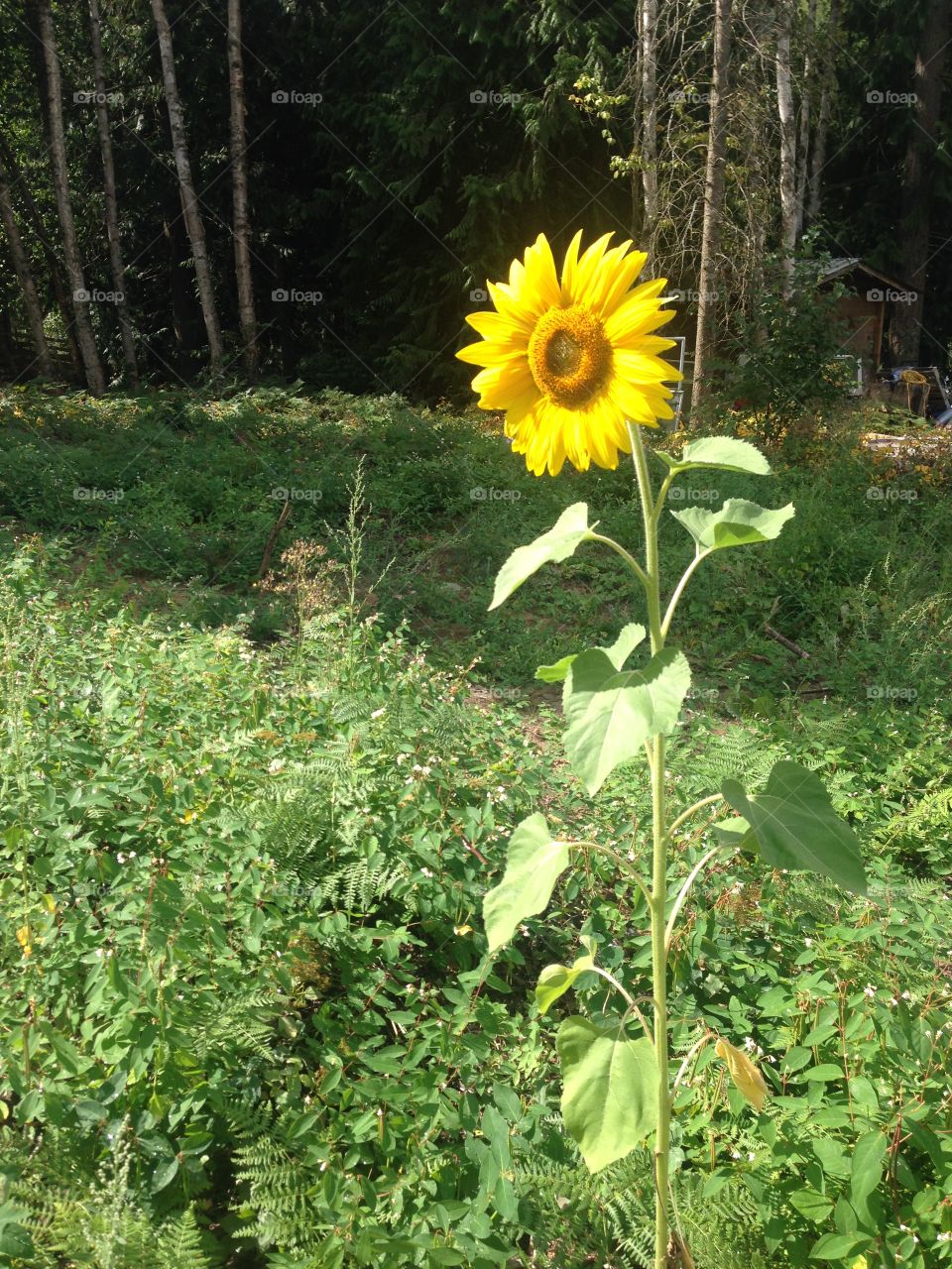 Random sunflower 