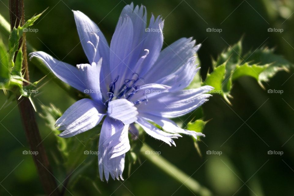 Chicory flower