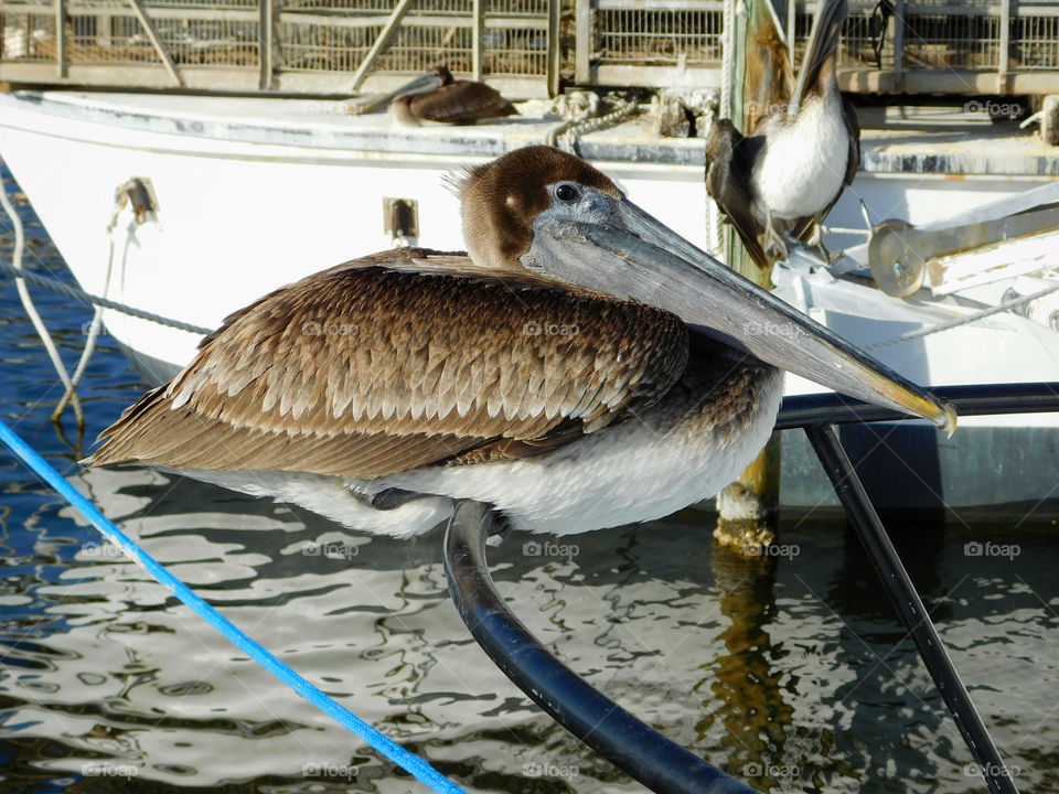 Close-up of duck