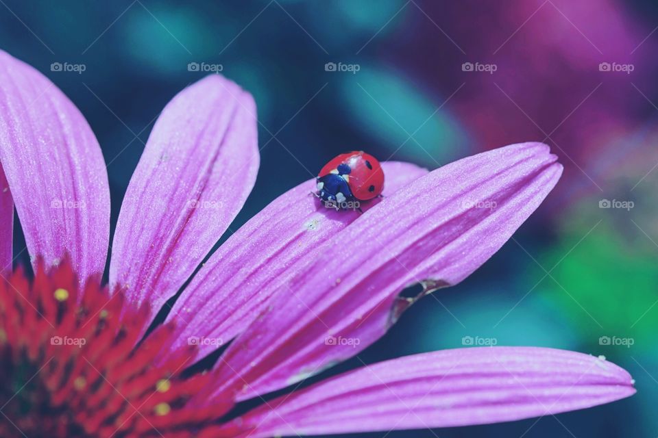 Close-up of ladybug on a petal