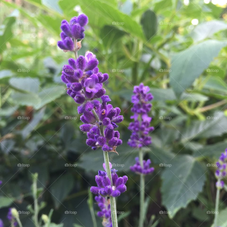 I love lavender 💜