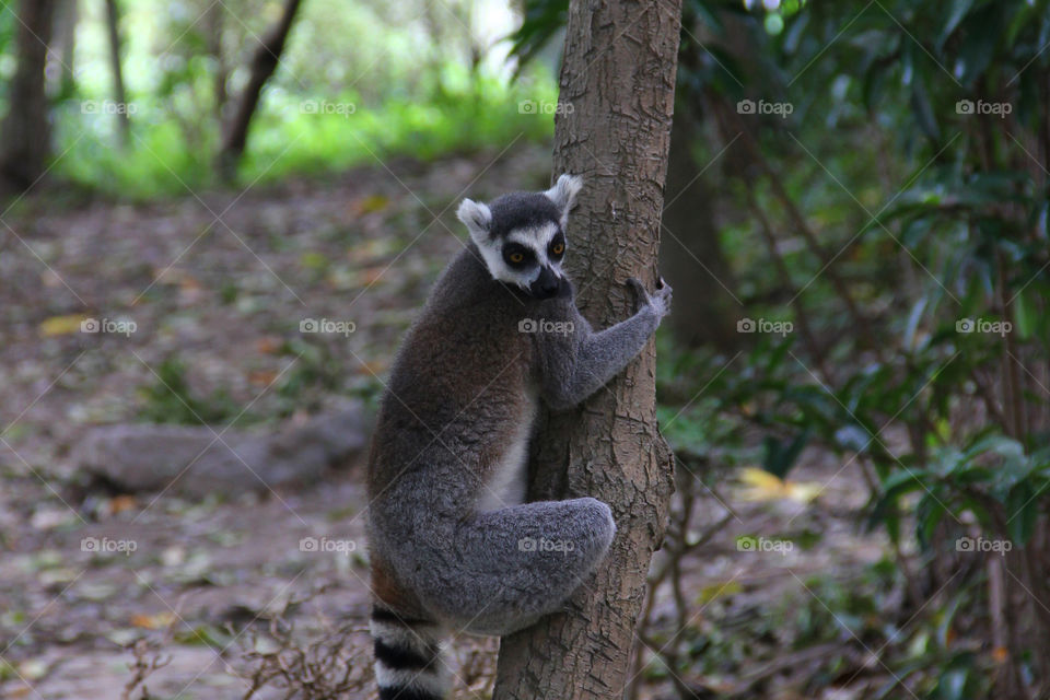 lemur holding on. A ringtailed lemur holsing onto a tree. wild animal zoo, china