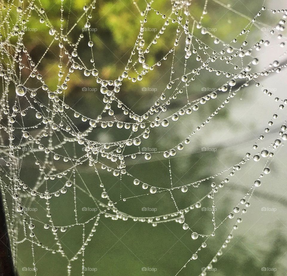 Spiderweb with morning dew 