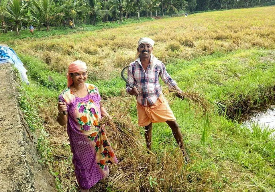 time of harvest