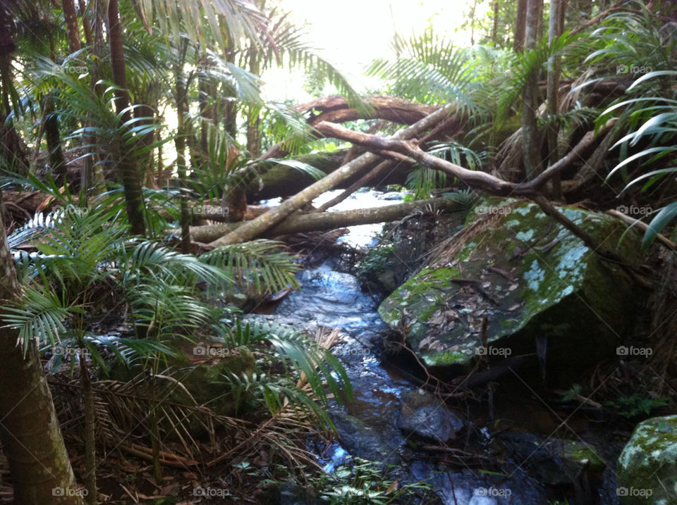 australia hiking trail witches falls north tamborine by JadeyBones