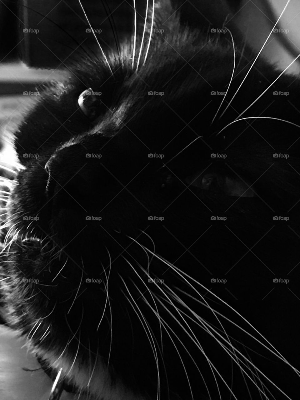 Cat black and white photo 