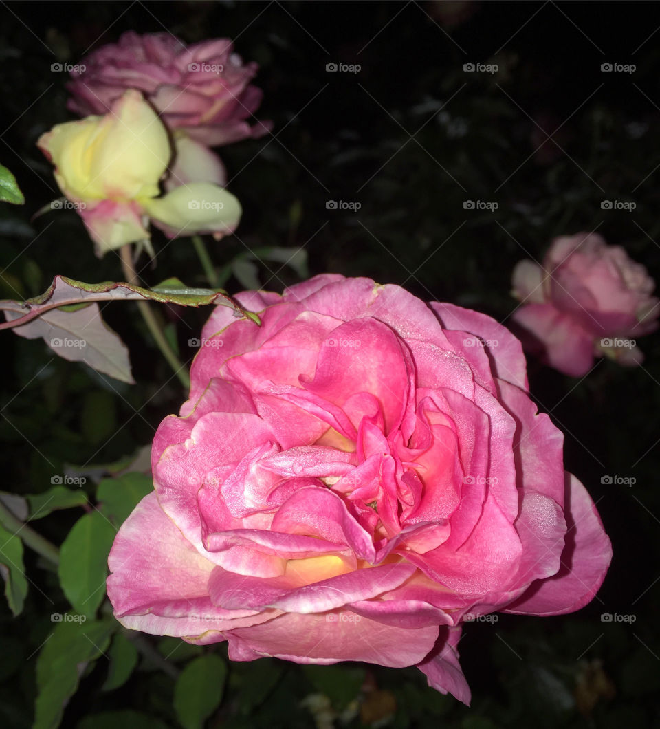 🌺Fim de #cooper!
Suado, cansado e feliz, alongando e curtindo a beleza das #flores. E essas #roseiras com as “#cores da #madrugada”?
🏁 🙆‍♂️ 
#corrida #treino #flor #flower #flowers #pétalas 