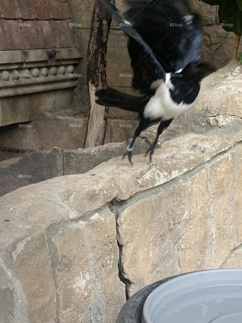 Black and white bird taking flight 