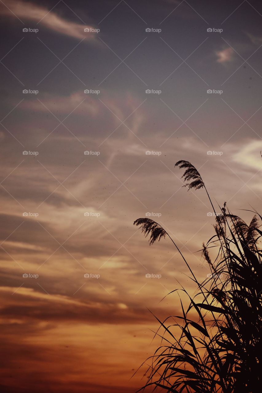 The grass against the setting sun