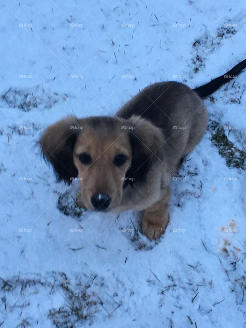 Snow puppy 