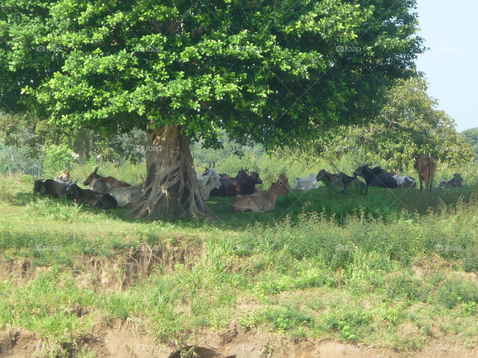 árvores no rio Amazonas