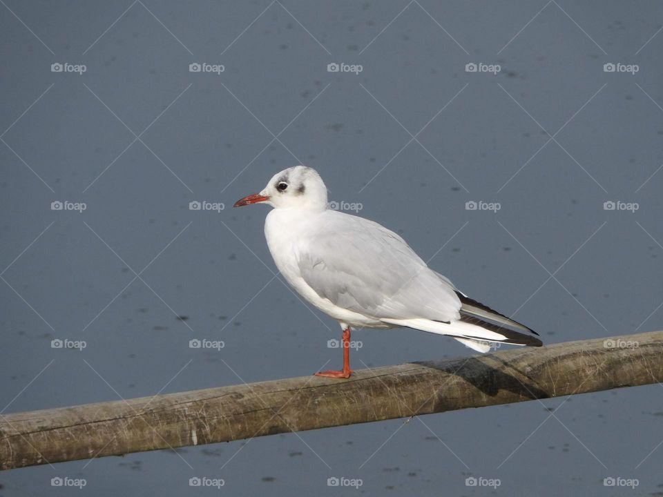 A seagull on a post