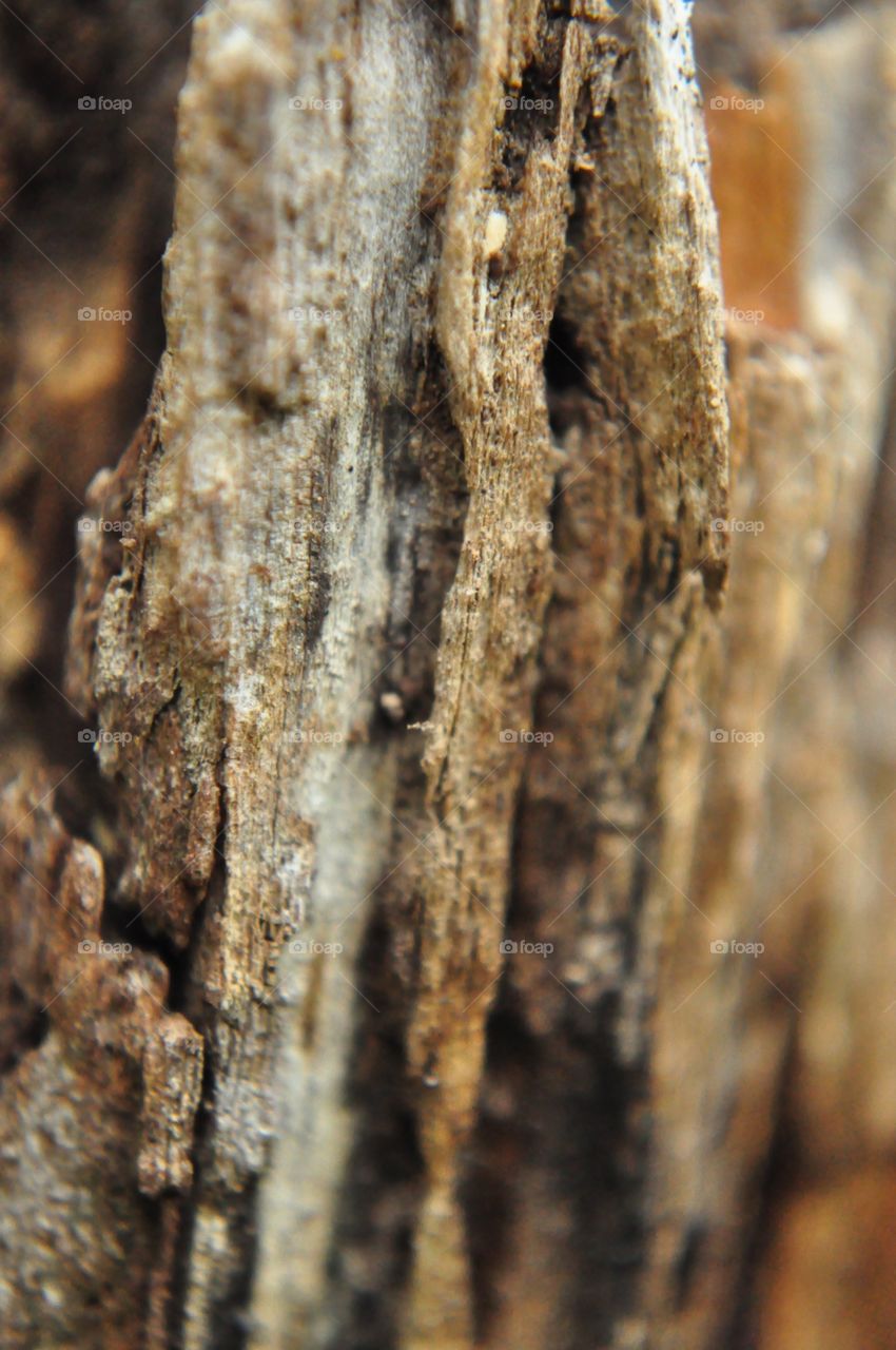 Bark