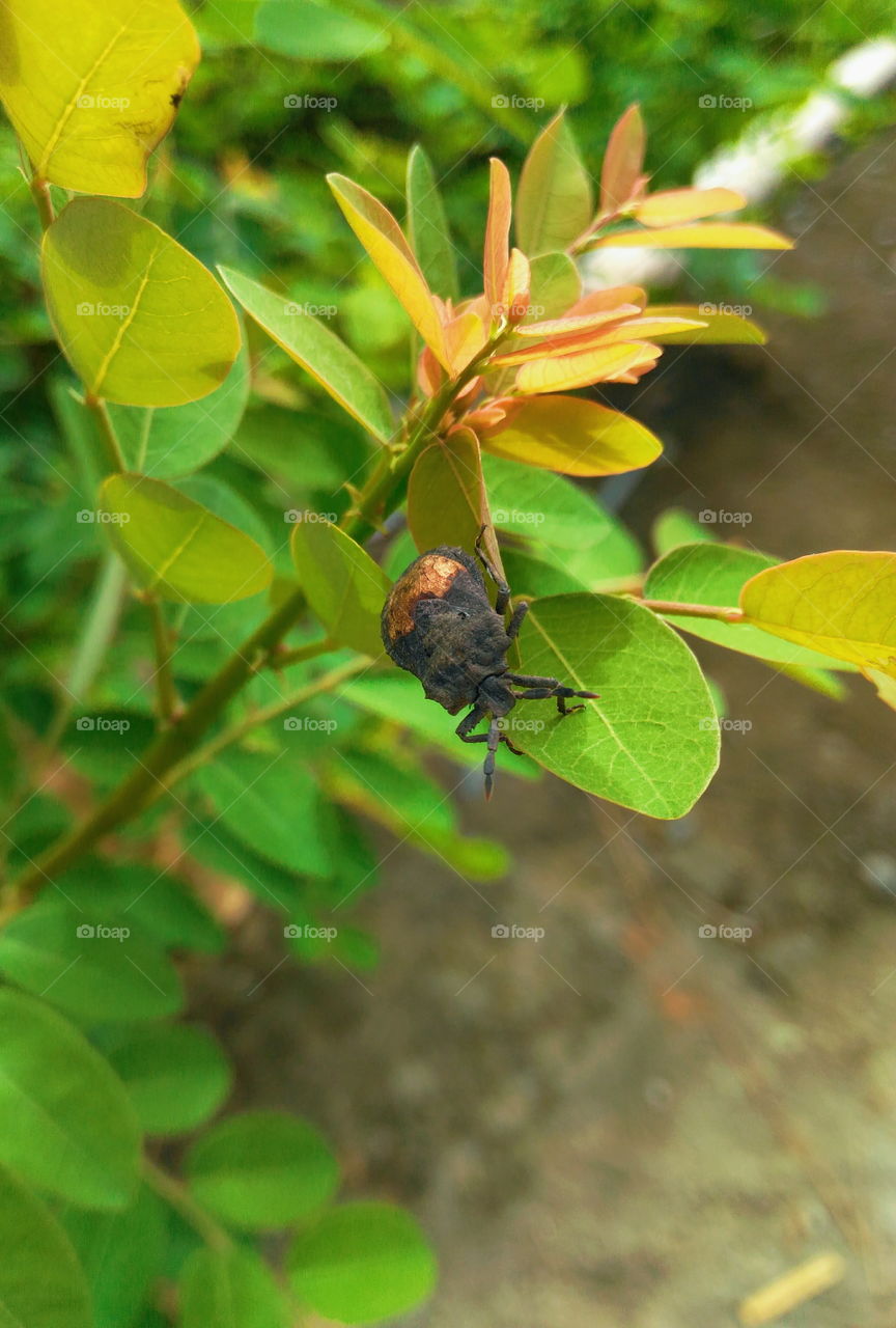 Foreign insects on leaves