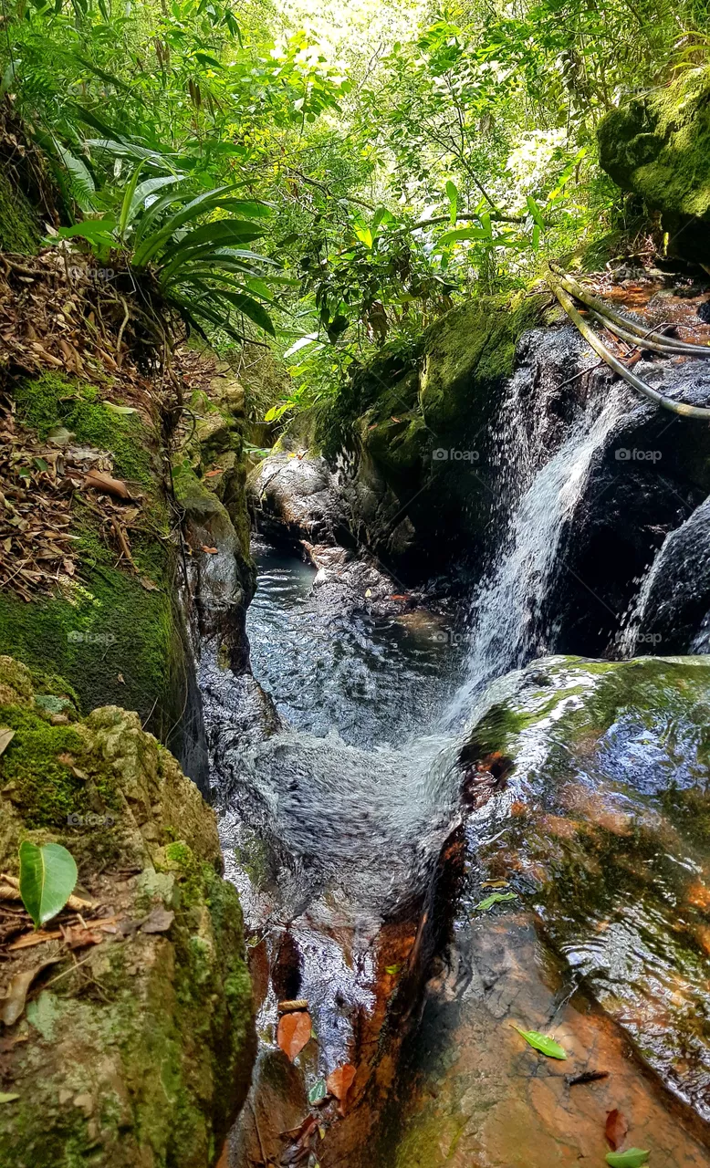 creek in the jungle