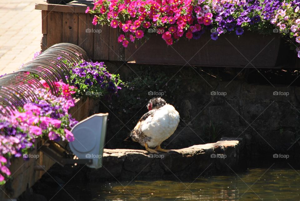 I'm happy duck in the middle of flowers