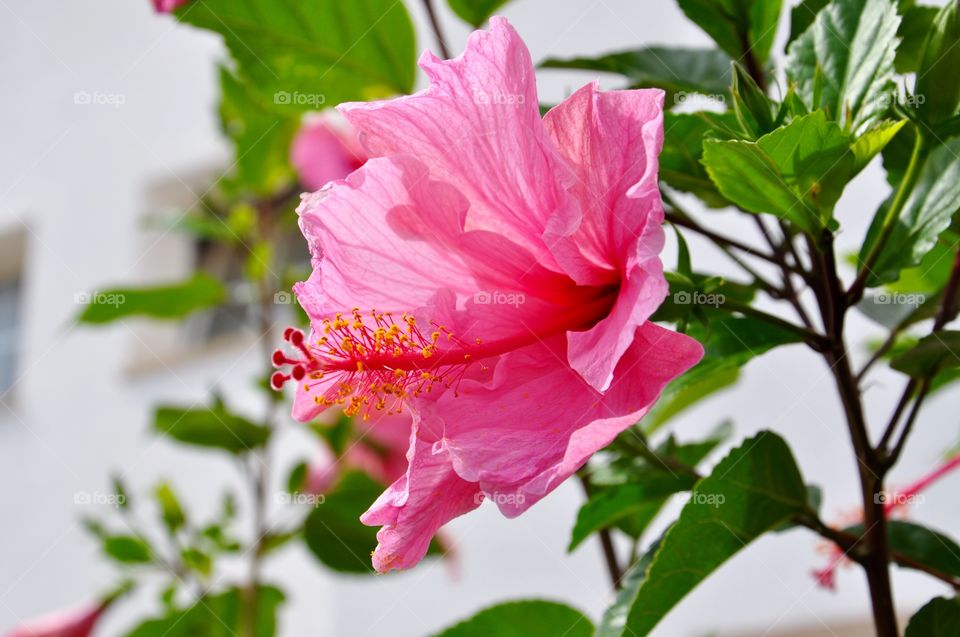 Pink flower blooming outdoors