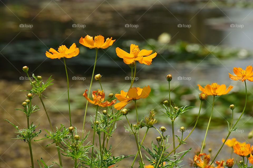 yellowcosmos. yellowcosmos