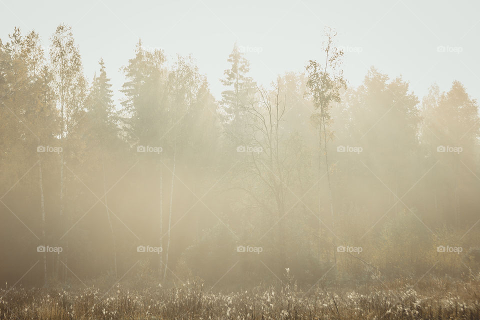 Autumn misty landscape at early morning 