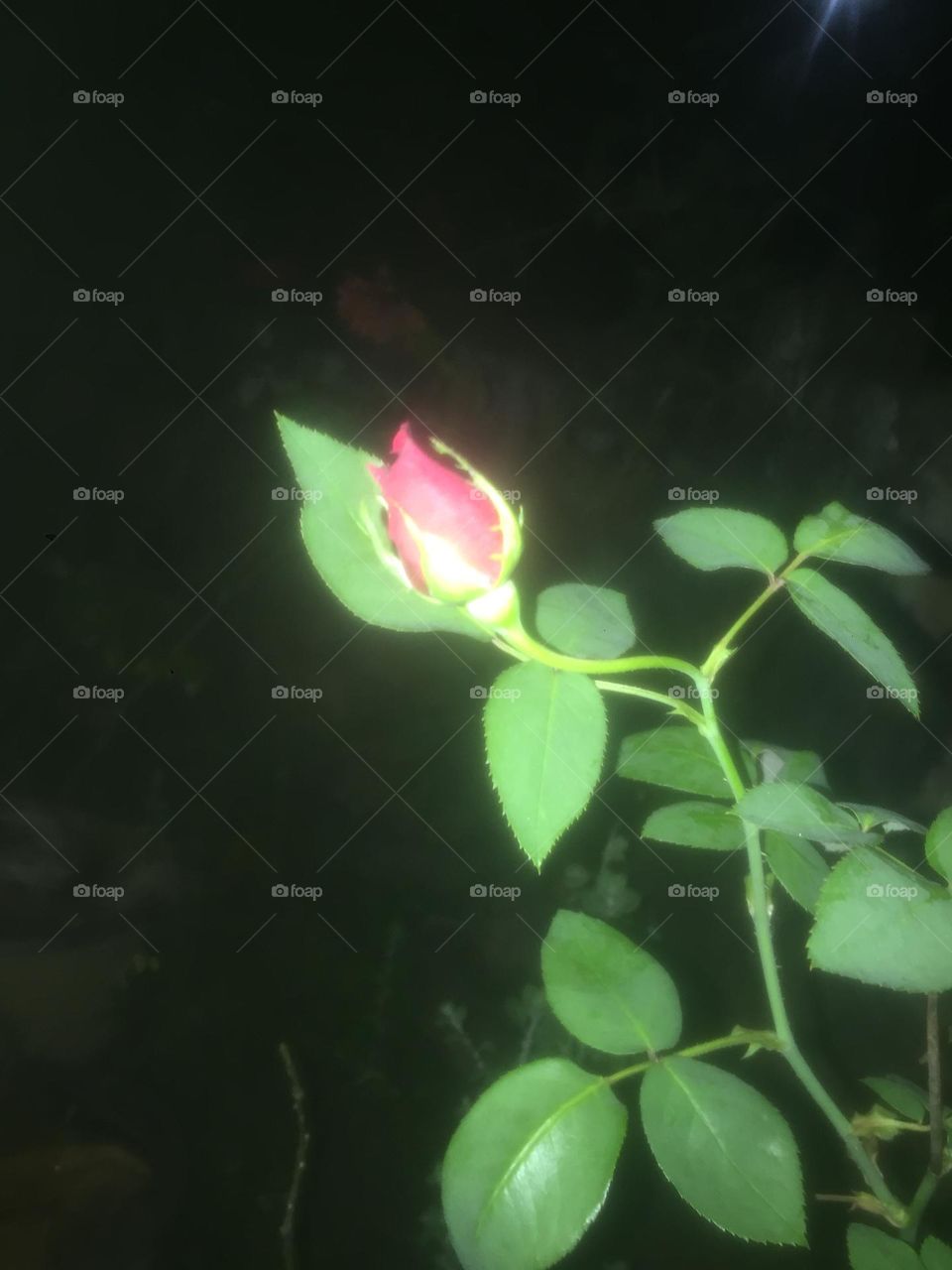 Night roses from srilanka 