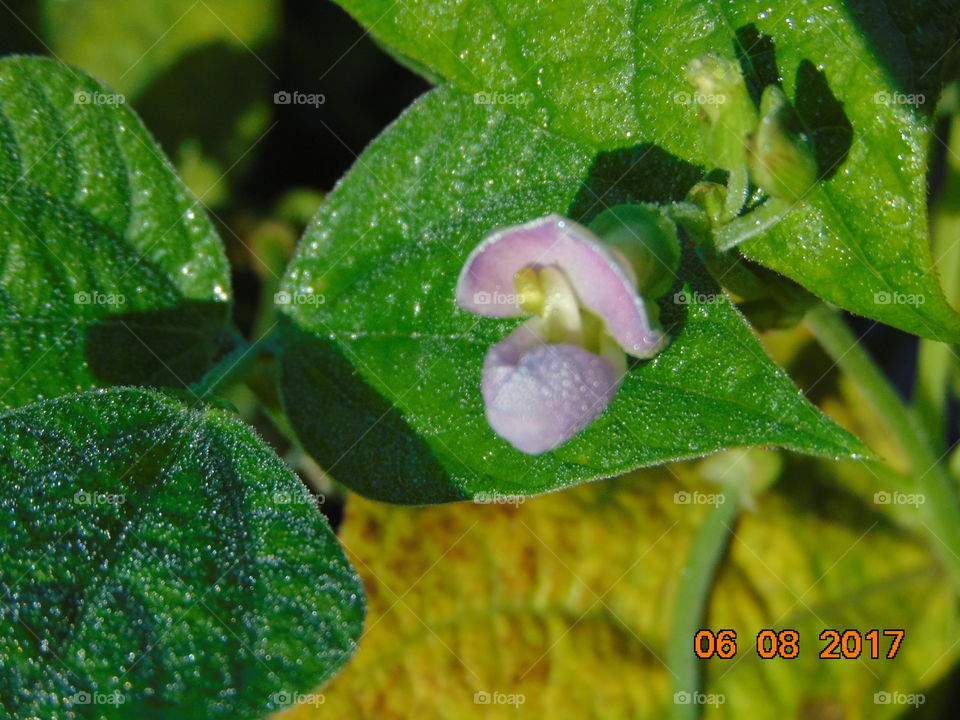 green bean bloom